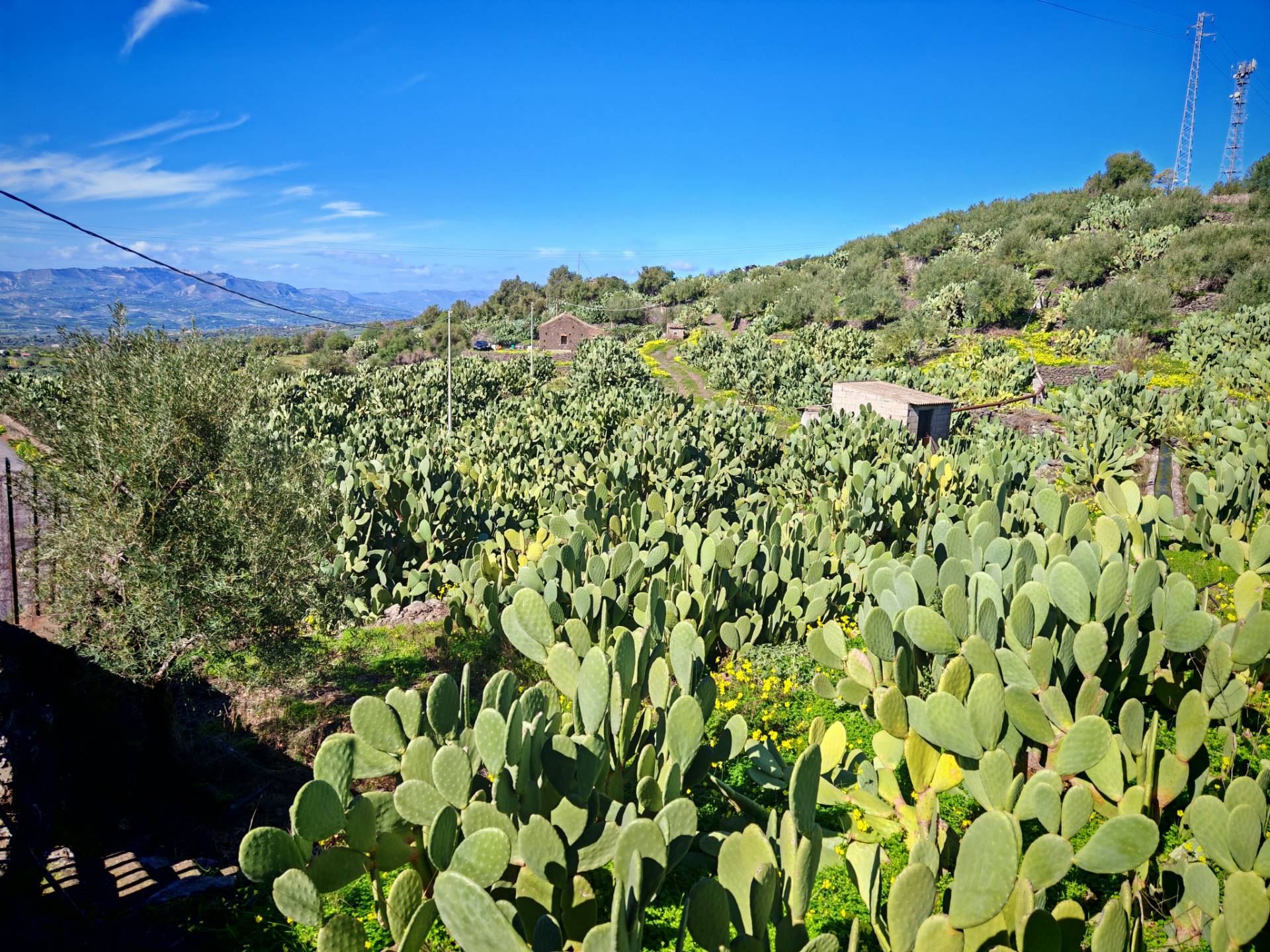 Terreno Agricolo in vendita a Santa Maria di Licodia