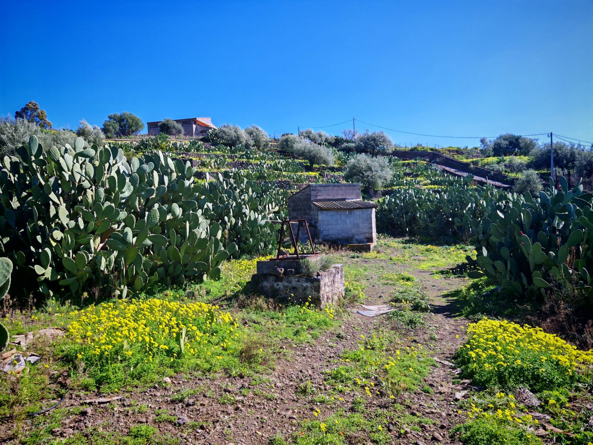 Terreno Agricolo in vendita a Santa Maria di Licodia