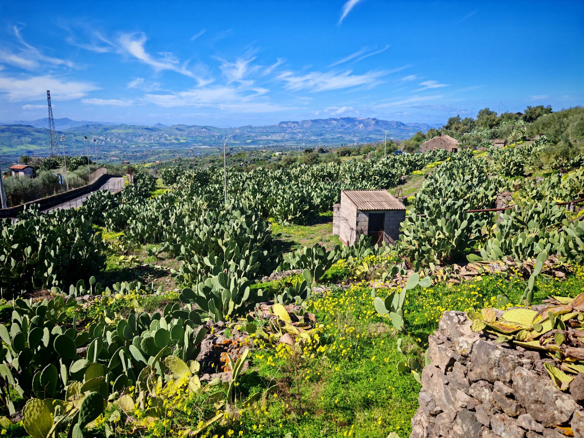 Terreno Agricolo in vendita a Santa Maria di Licodia
