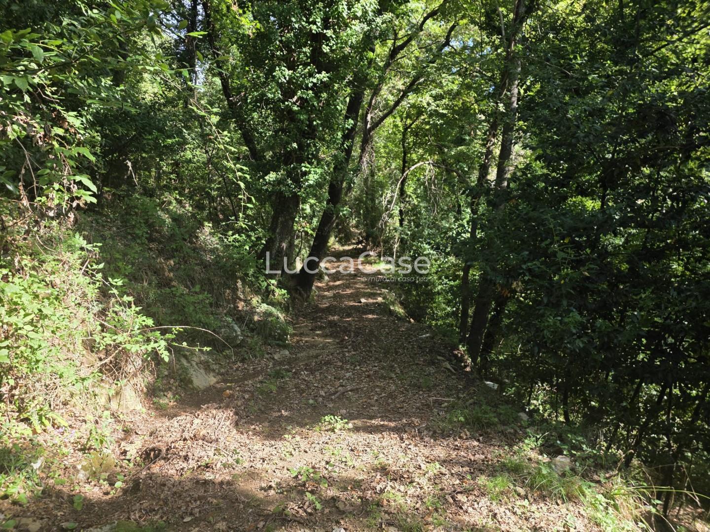 Rustico con giardino, Seravezza giustagnana