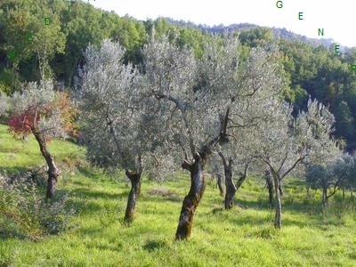 Terreno in vendita, Borgo San Lorenzo grezzano