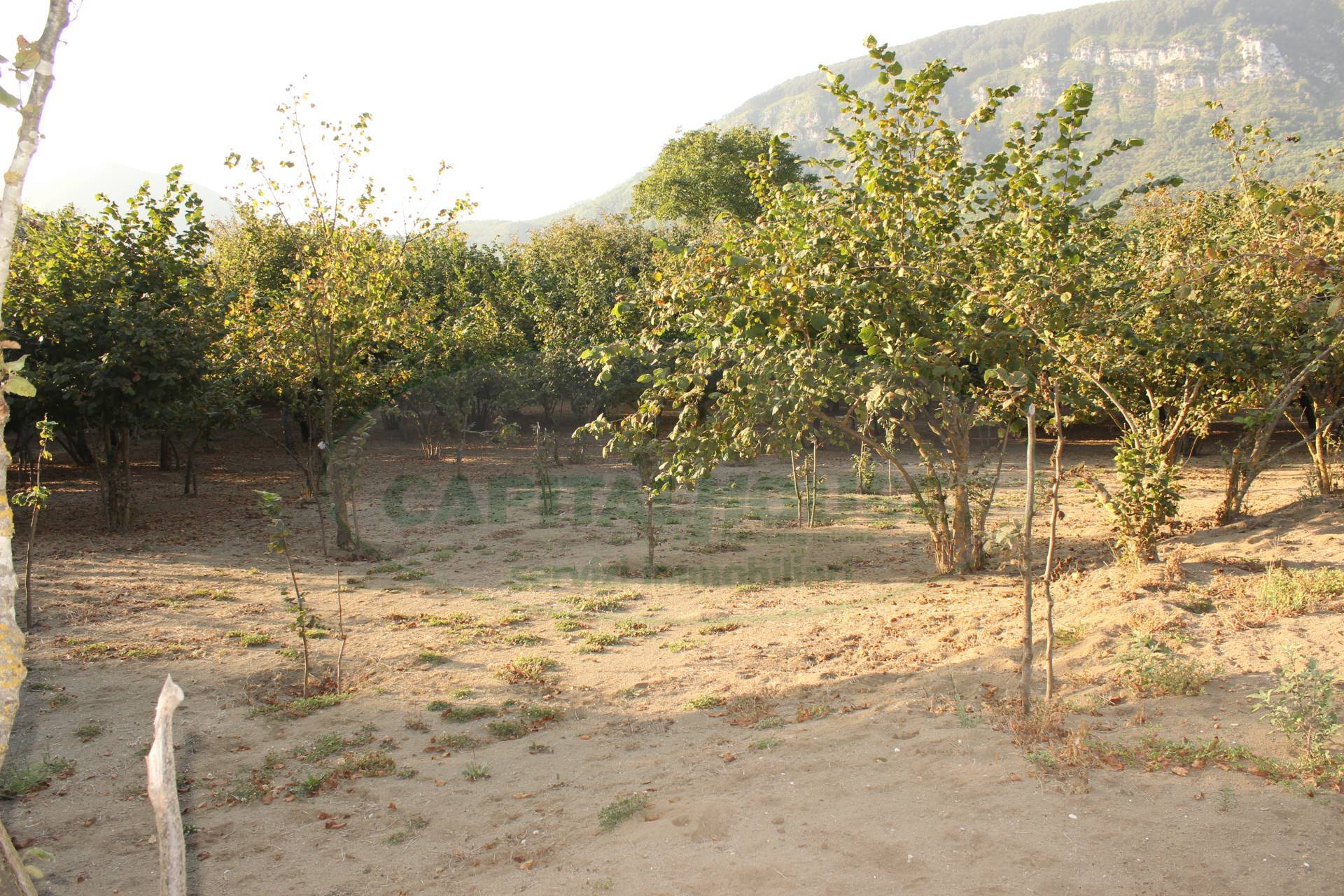 Terreno agricolo in vendita a Forino