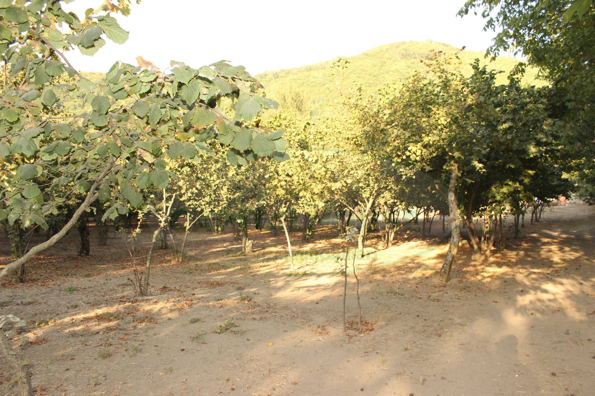Terreno agricolo in vendita a Forino