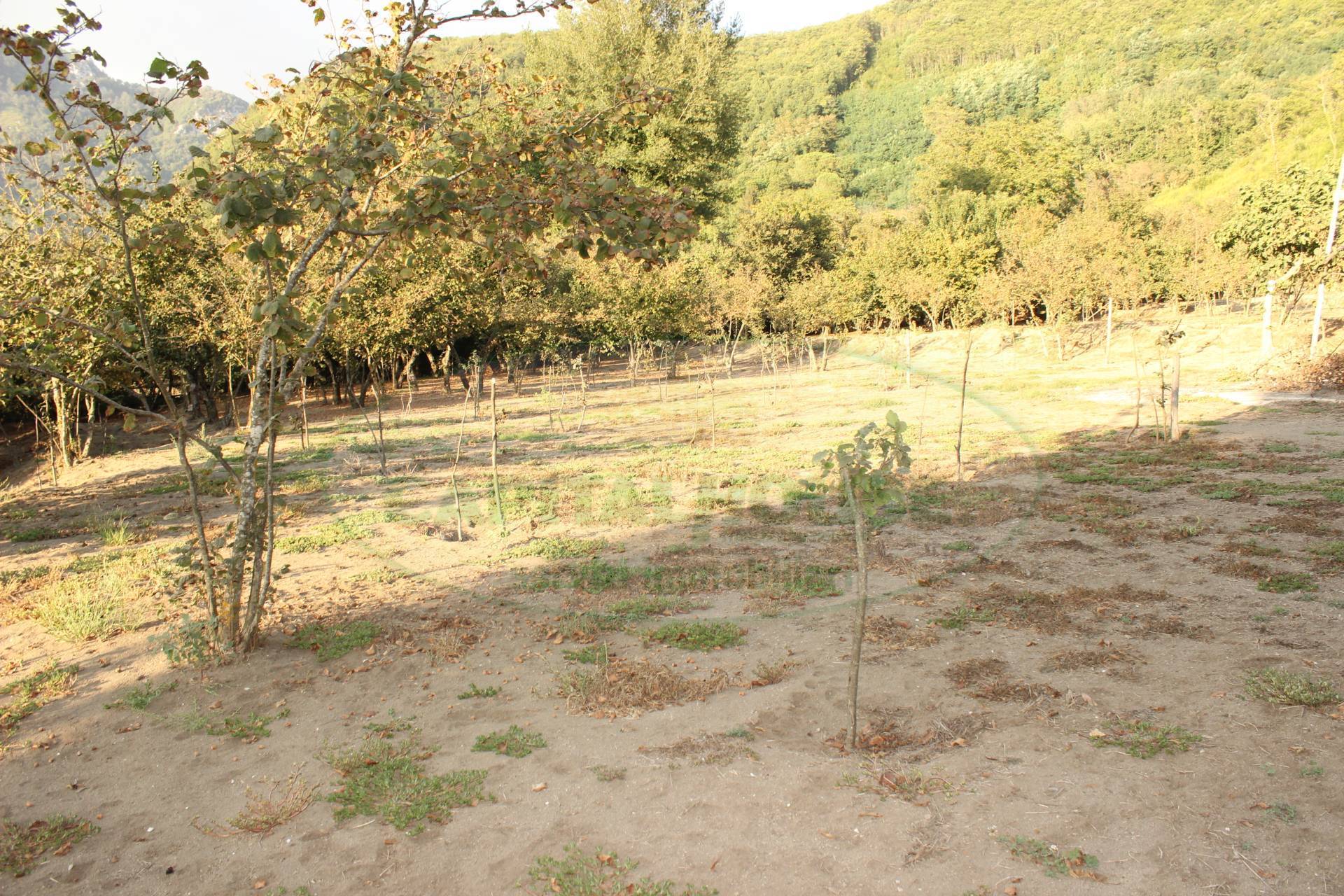Terreno agricolo in vendita a Forino