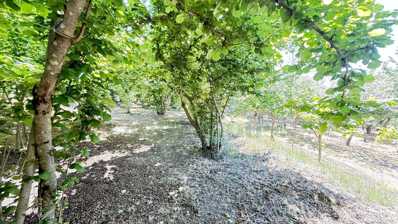 Terreno agricolo in vendita a Forino