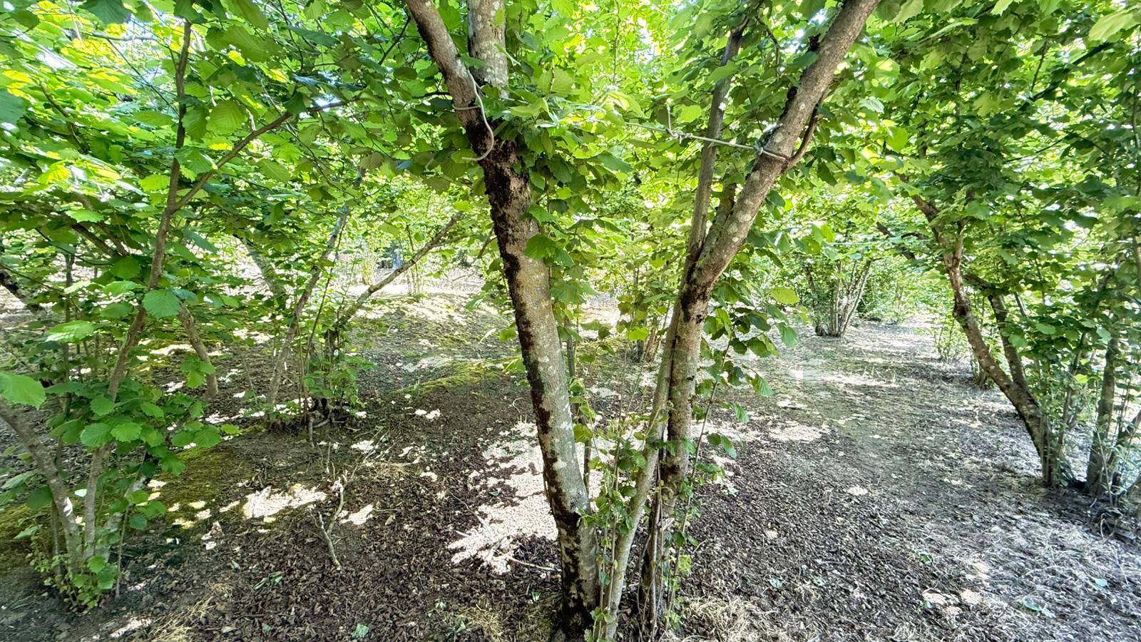 Terreno agricolo in vendita a Forino