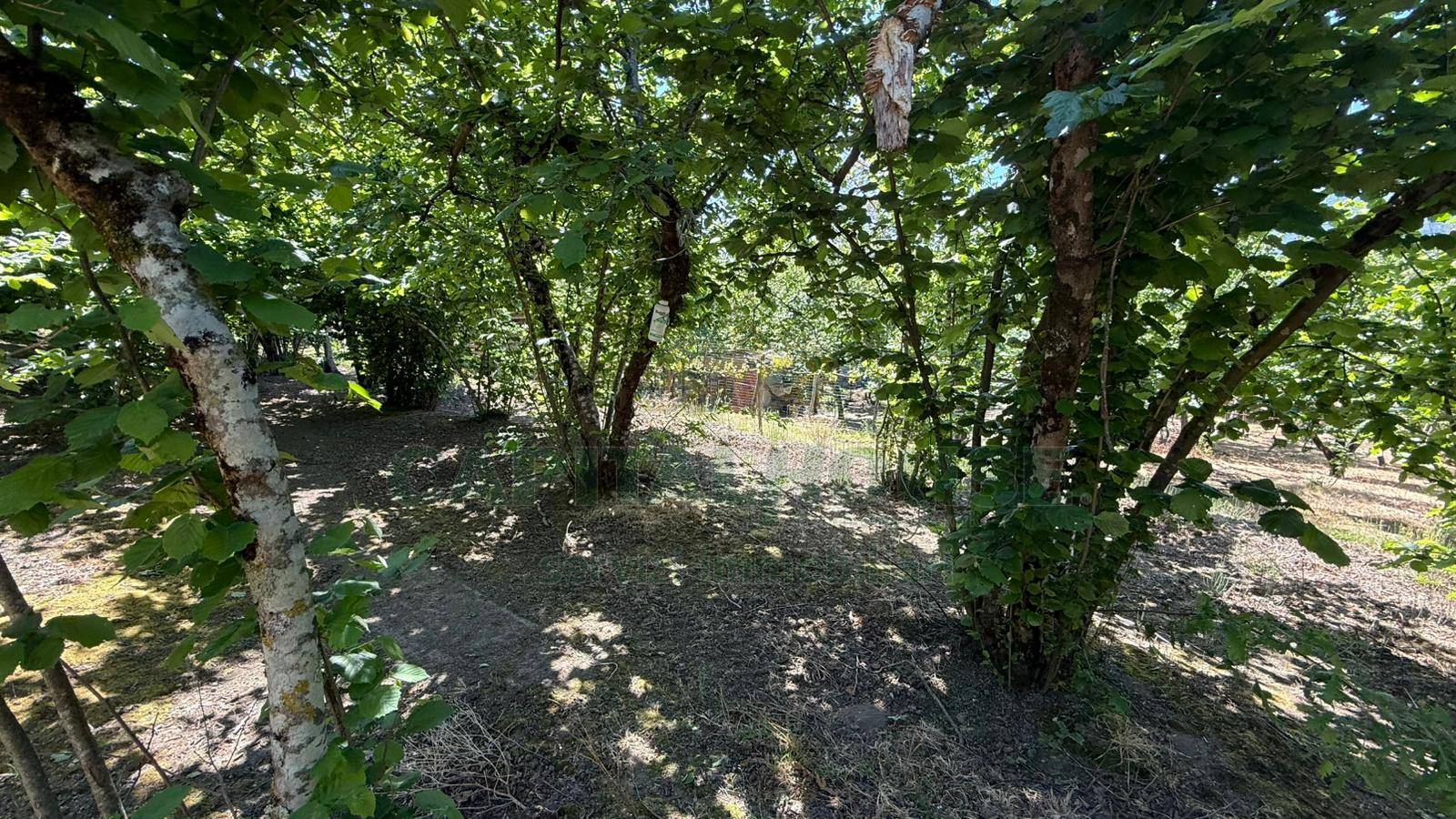 Terreno agricolo in vendita a Forino
