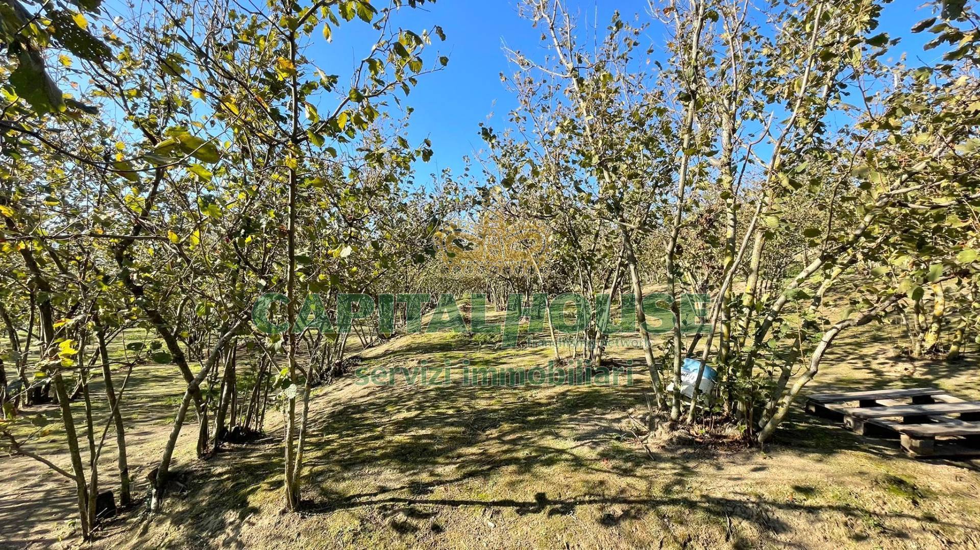Terreno agricolo in vendita a Forino