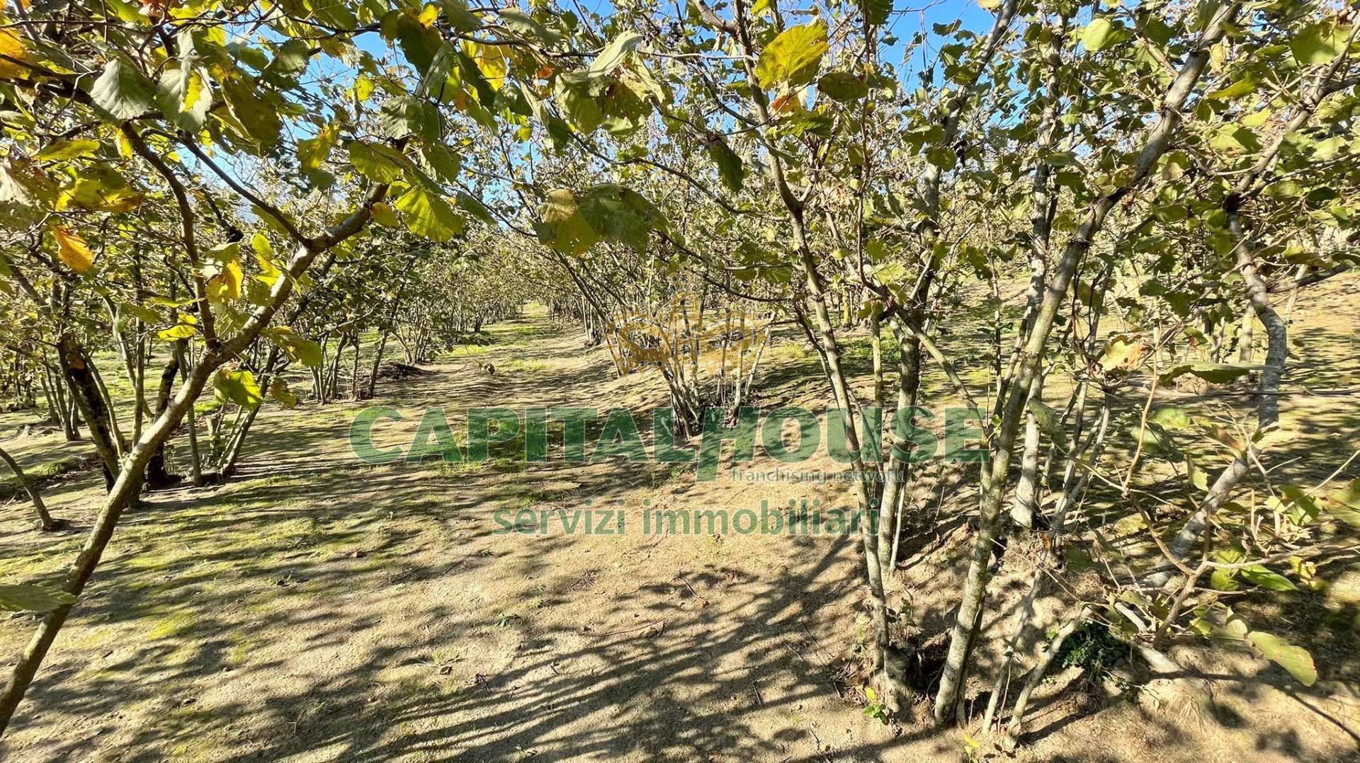 Terreno agricolo in vendita a Forino