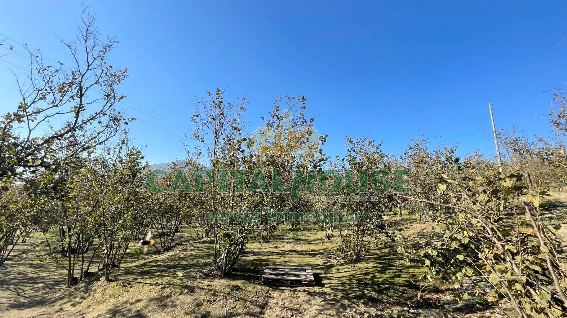 Terreno agricolo in vendita a Forino