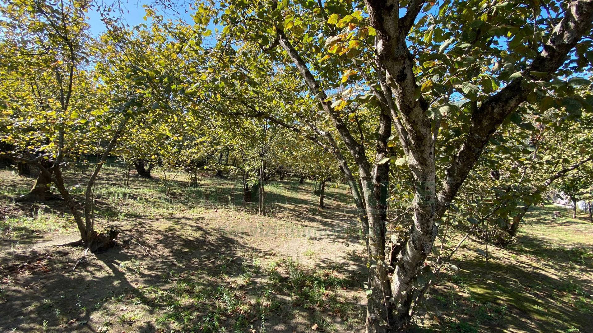 Terreno agricolo in vendita a Monteforte Irpino