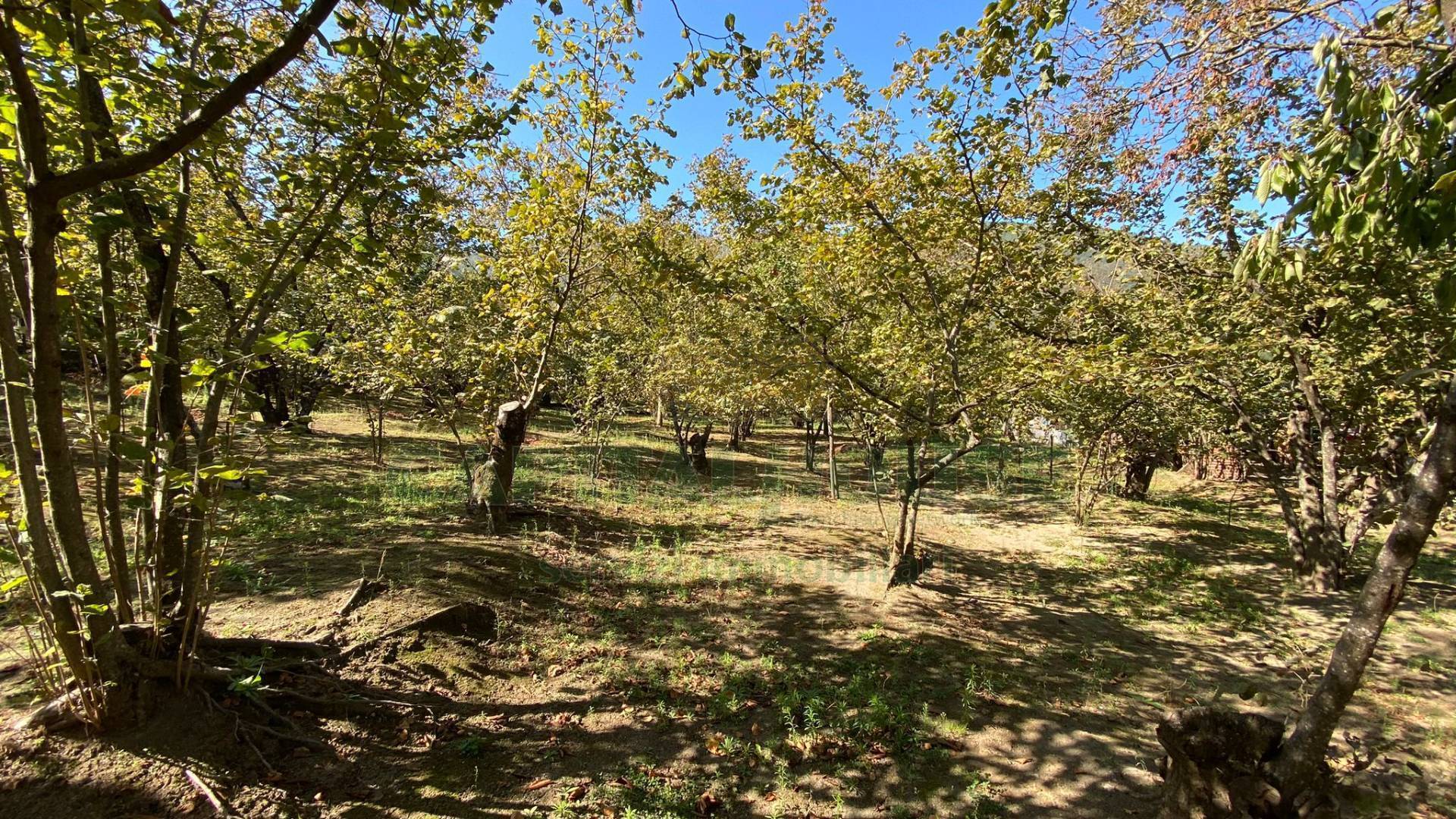 Terreno agricolo in vendita a Monteforte Irpino