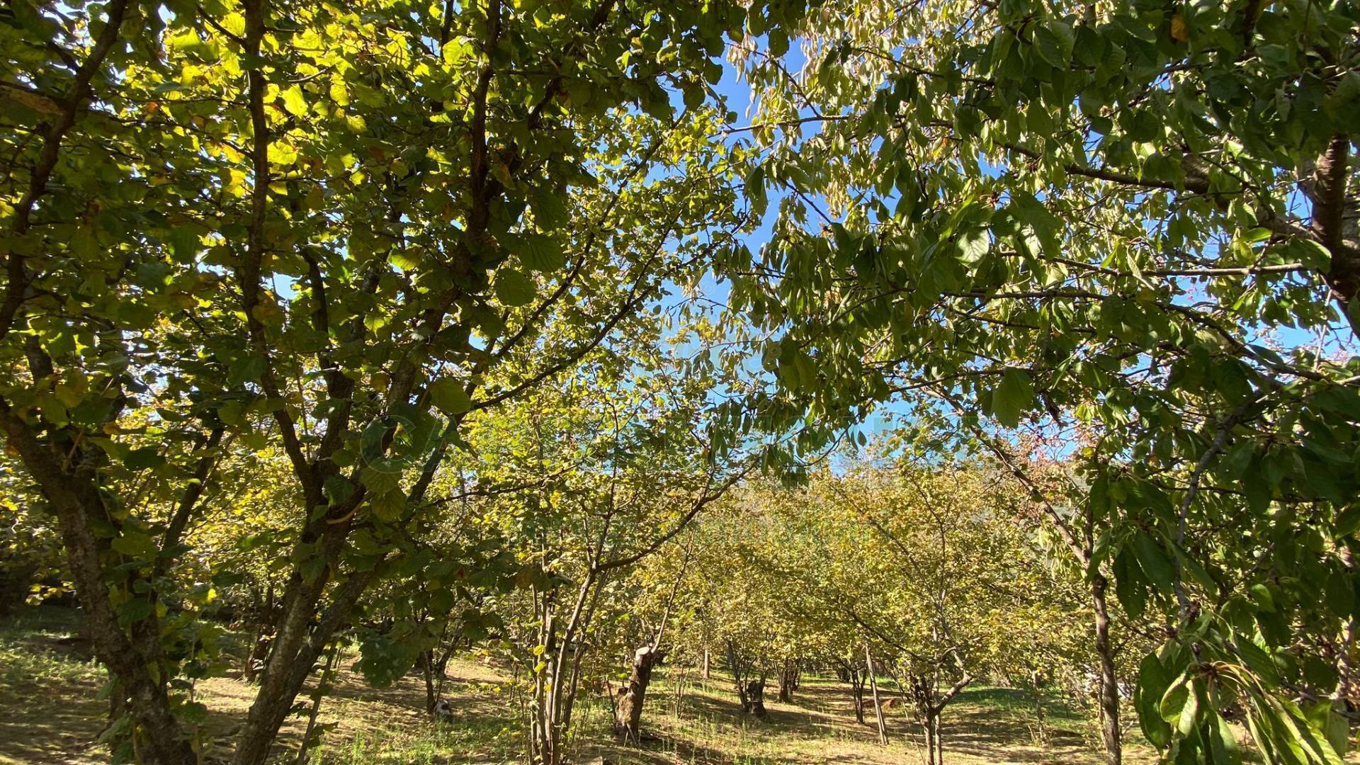 Terreno agricolo in vendita a Monteforte Irpino