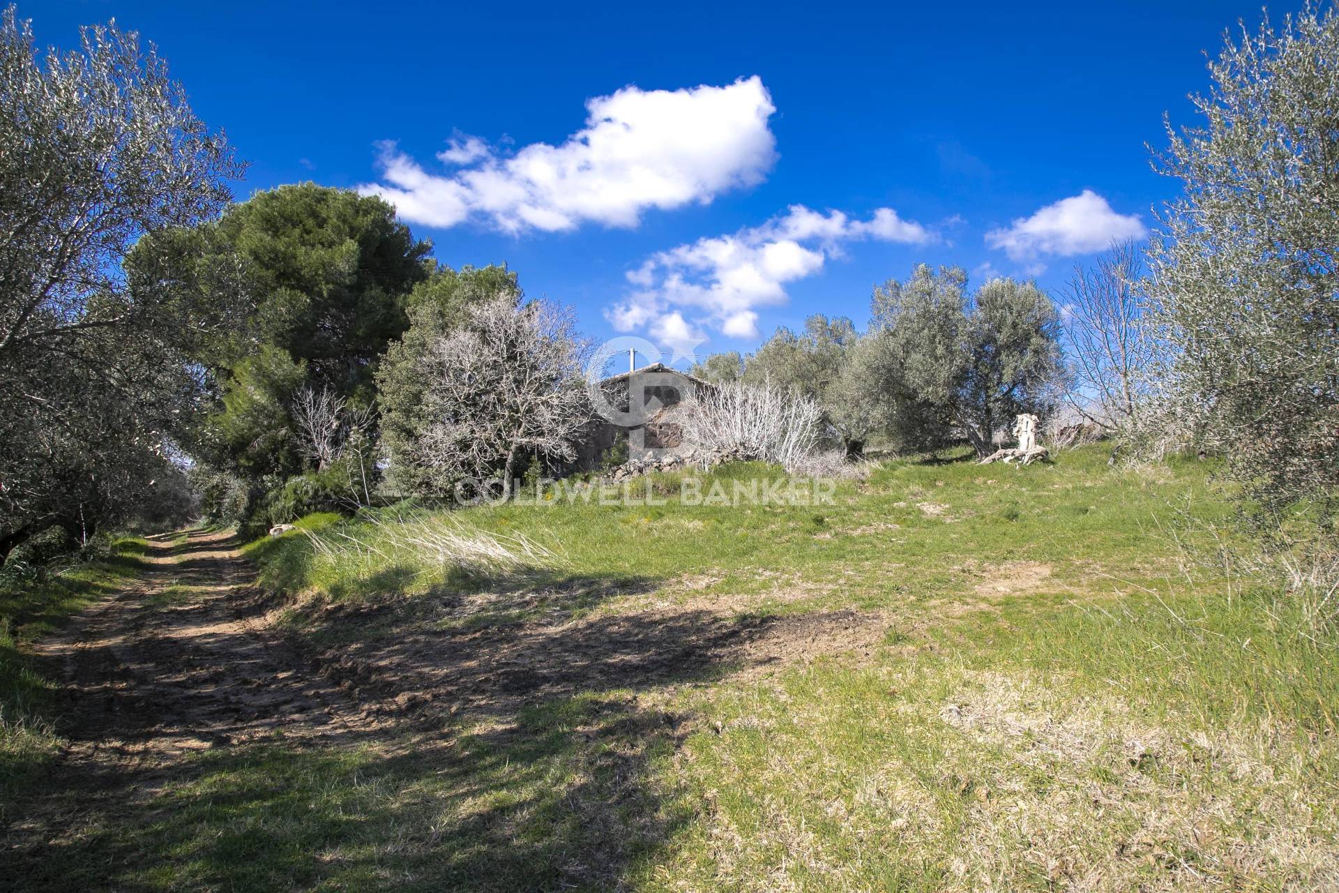 Rustico/Casale/Corte in vendita a Tarquinia, Campagna
