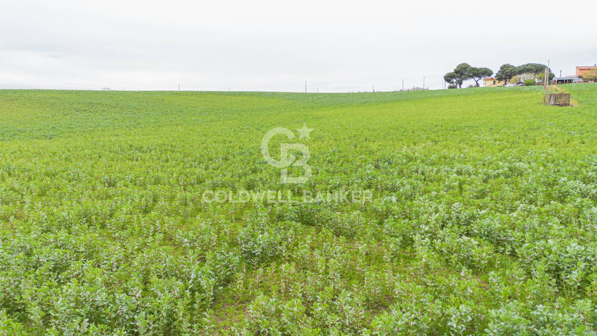 Terreno agricolo in vendita a Montalto di Castro, Pescia Romana