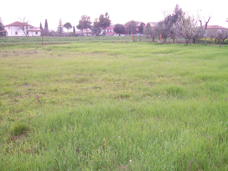 Terreno in vendita a Cepagatti