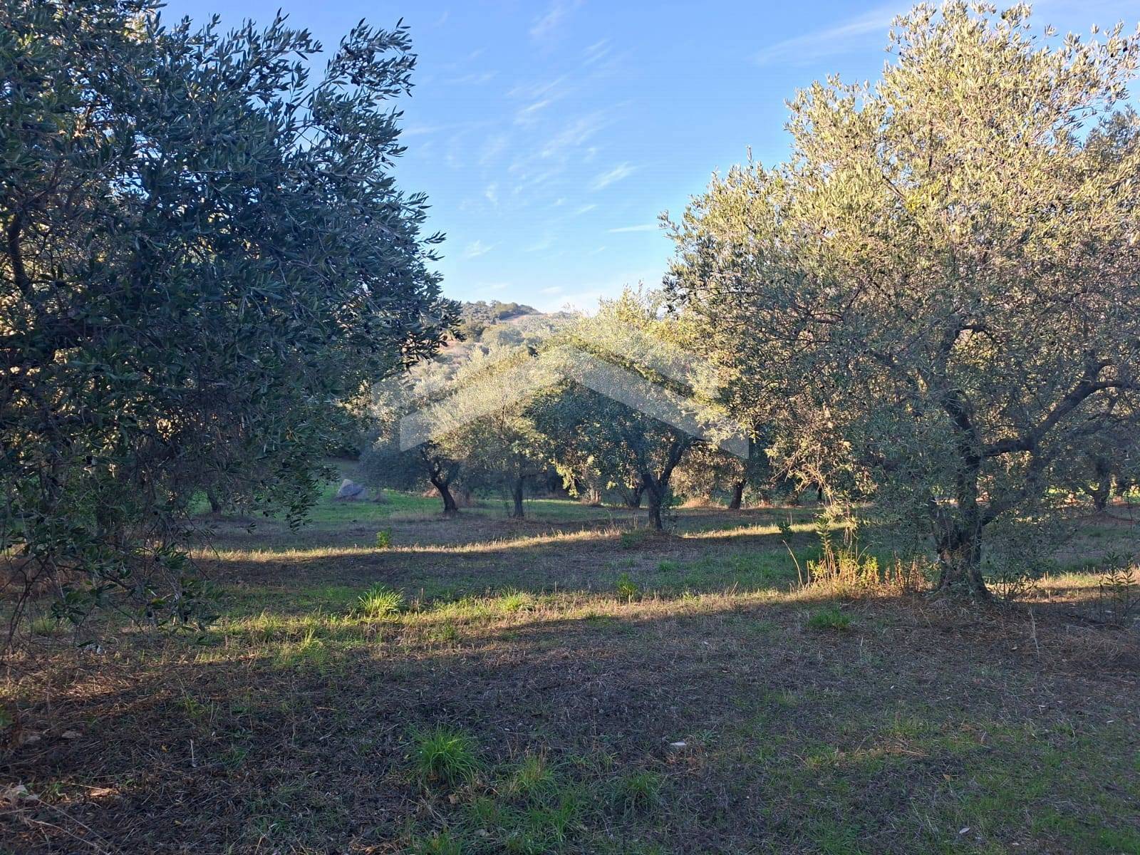Terreno Agricolo in vendita a Guardialfiera