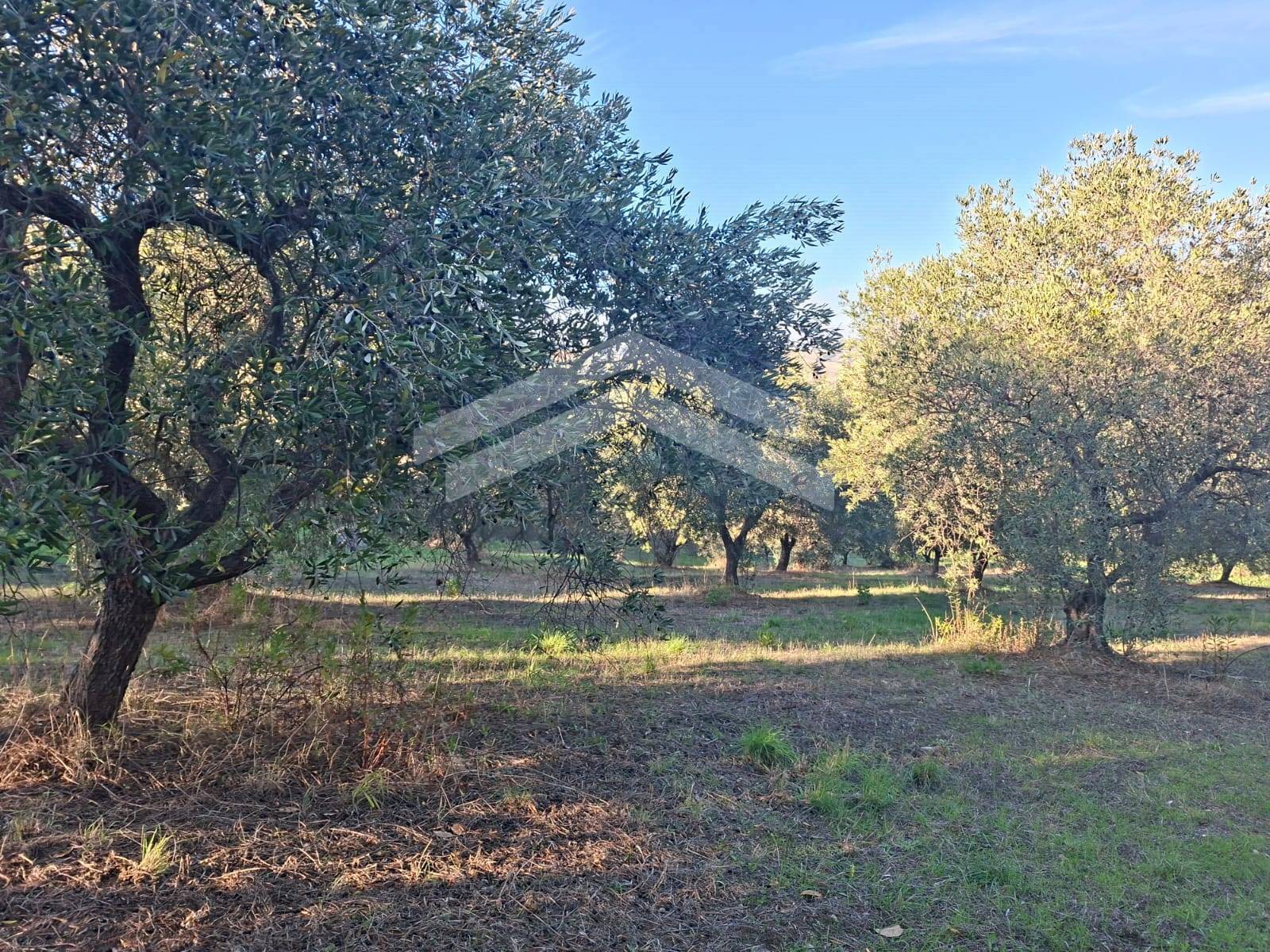 Terreno Agricolo in vendita a Guardialfiera