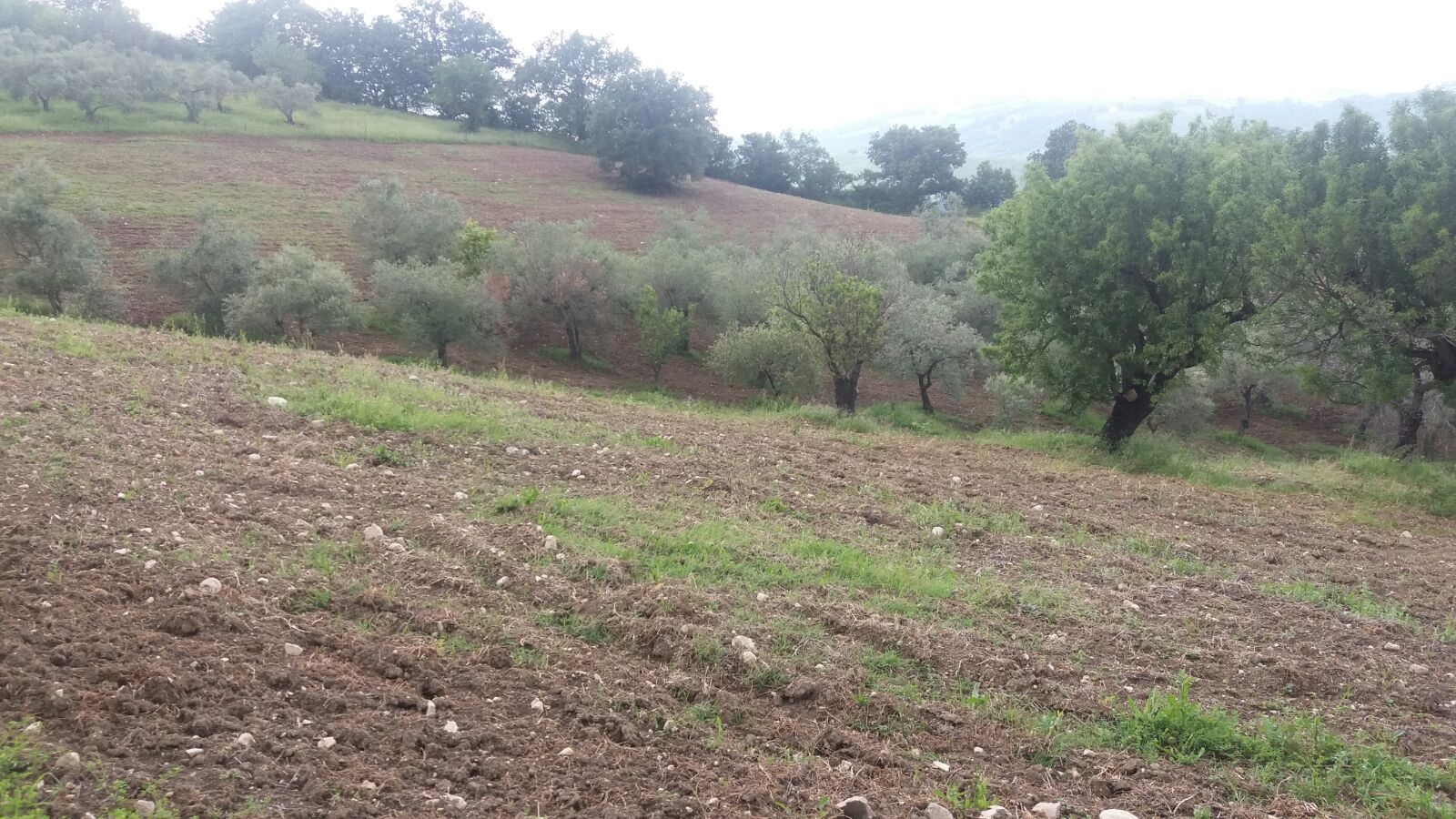 Terreno Agricolo in vendita a Guardialfiera