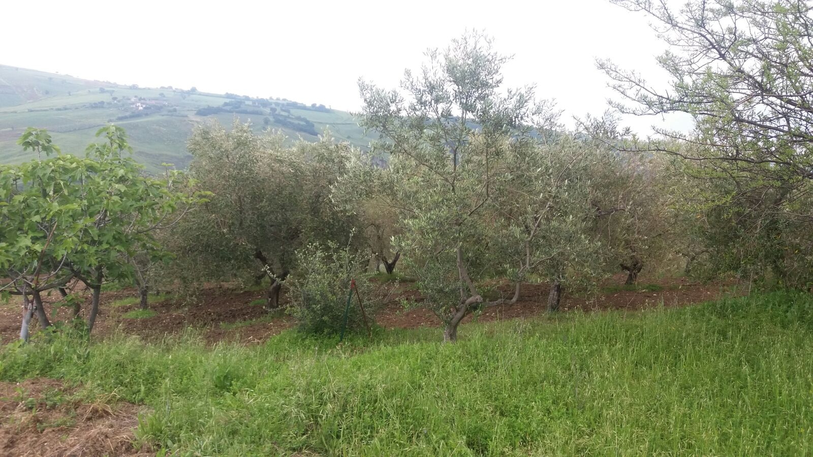 Terreno Agricolo in vendita a Guardialfiera