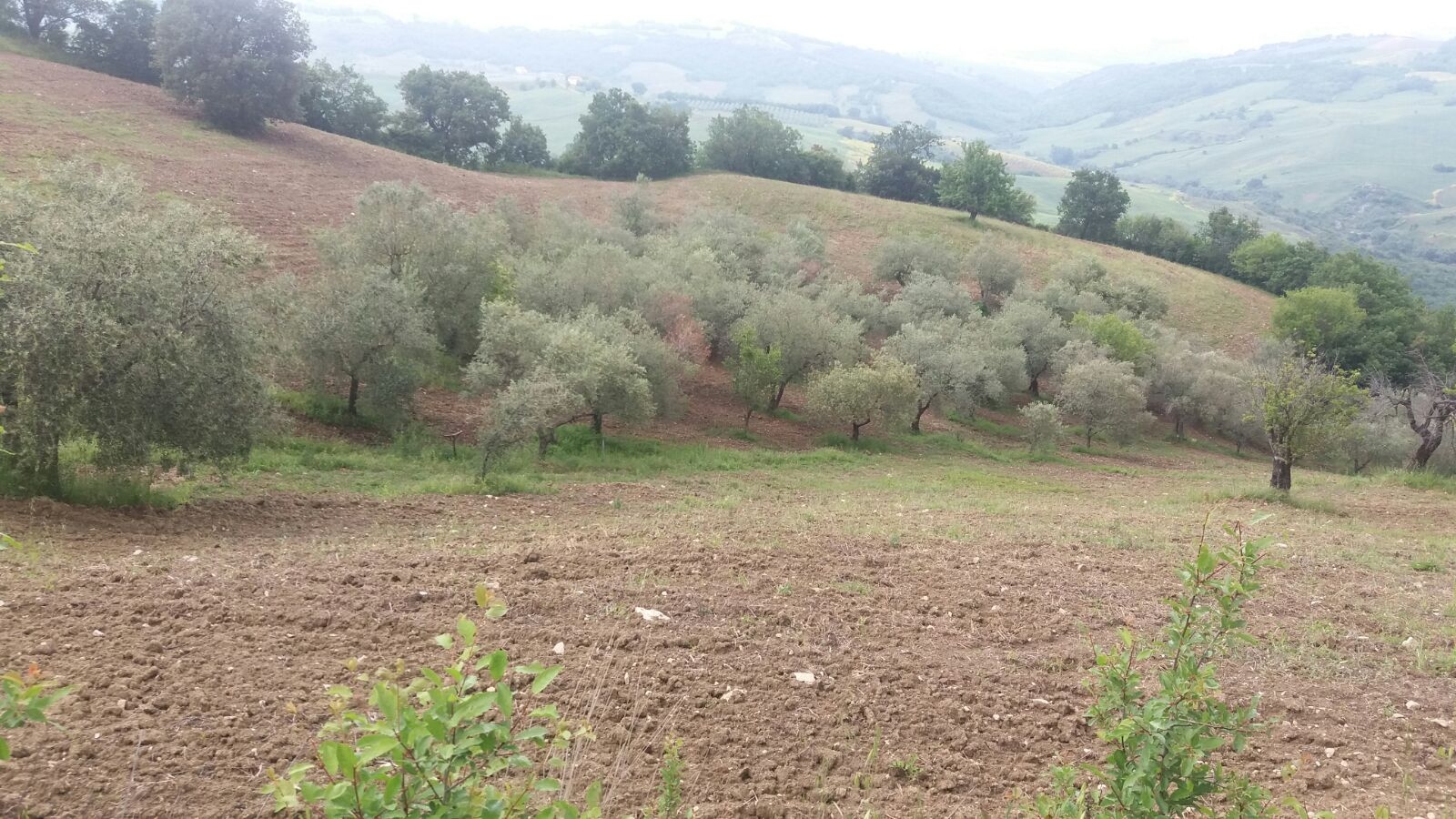 Terreno Agricolo in vendita a Guardialfiera