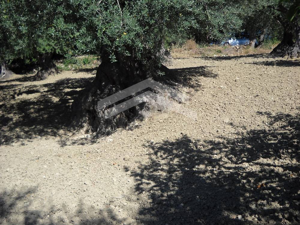 Terreno edificabile in vendita a Guardialfiera