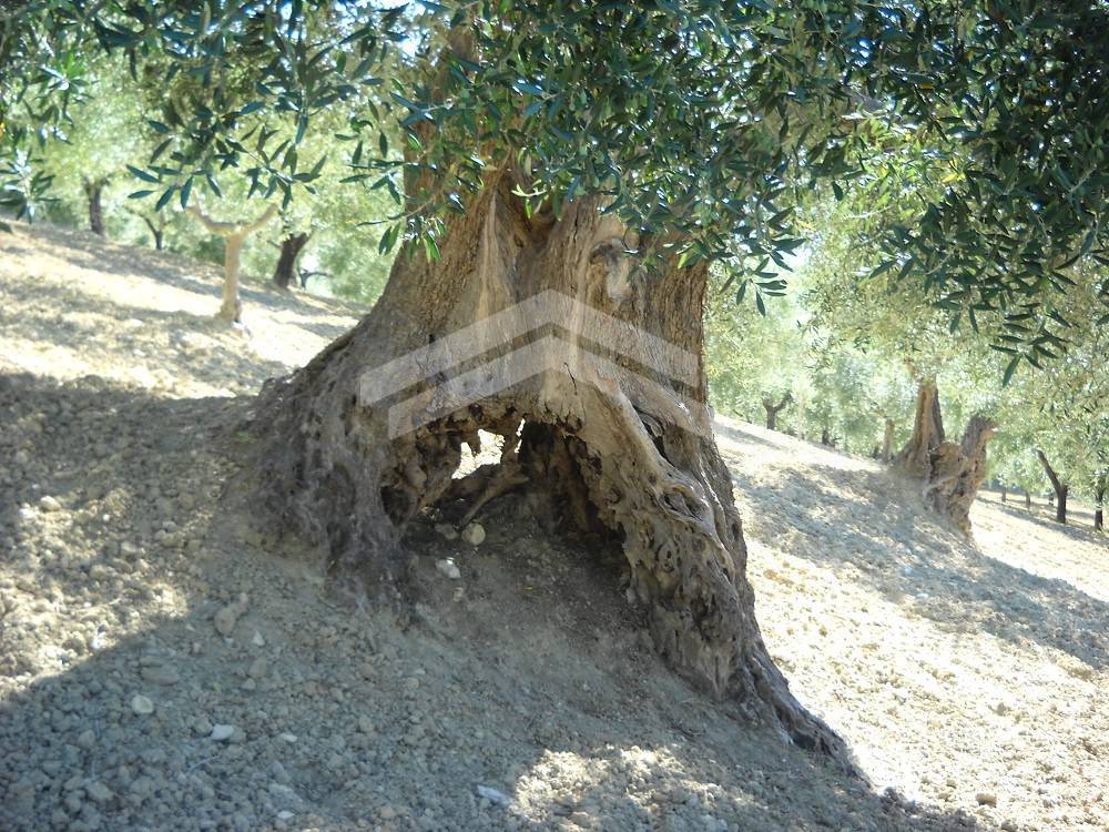 Terreno edificabile in vendita a Guardialfiera