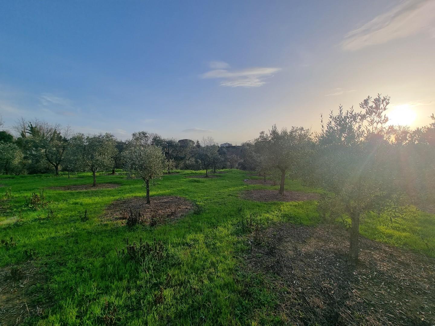 Terreno Agricolo in vendita, Santa Maria a Monte cerretti