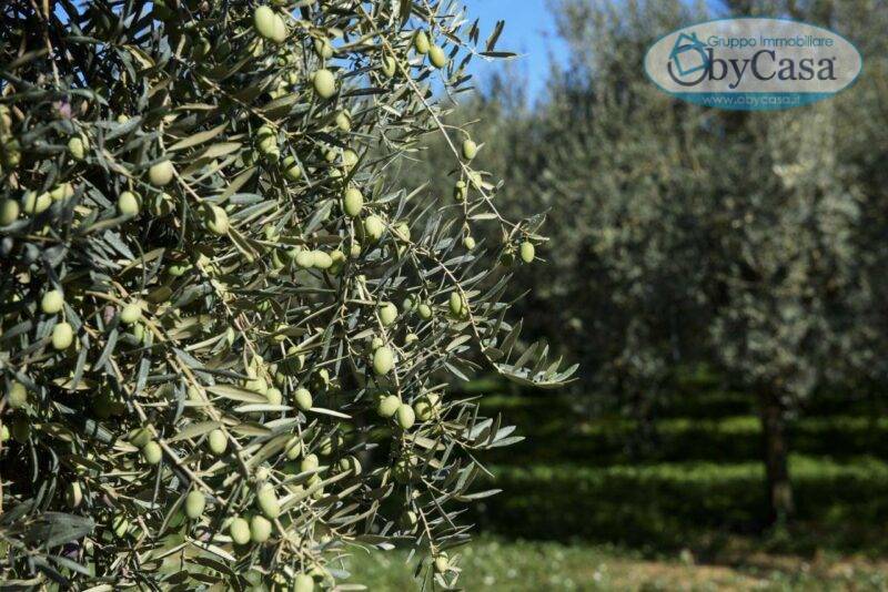 Terreno Agricolo in vendita a Ladispoli