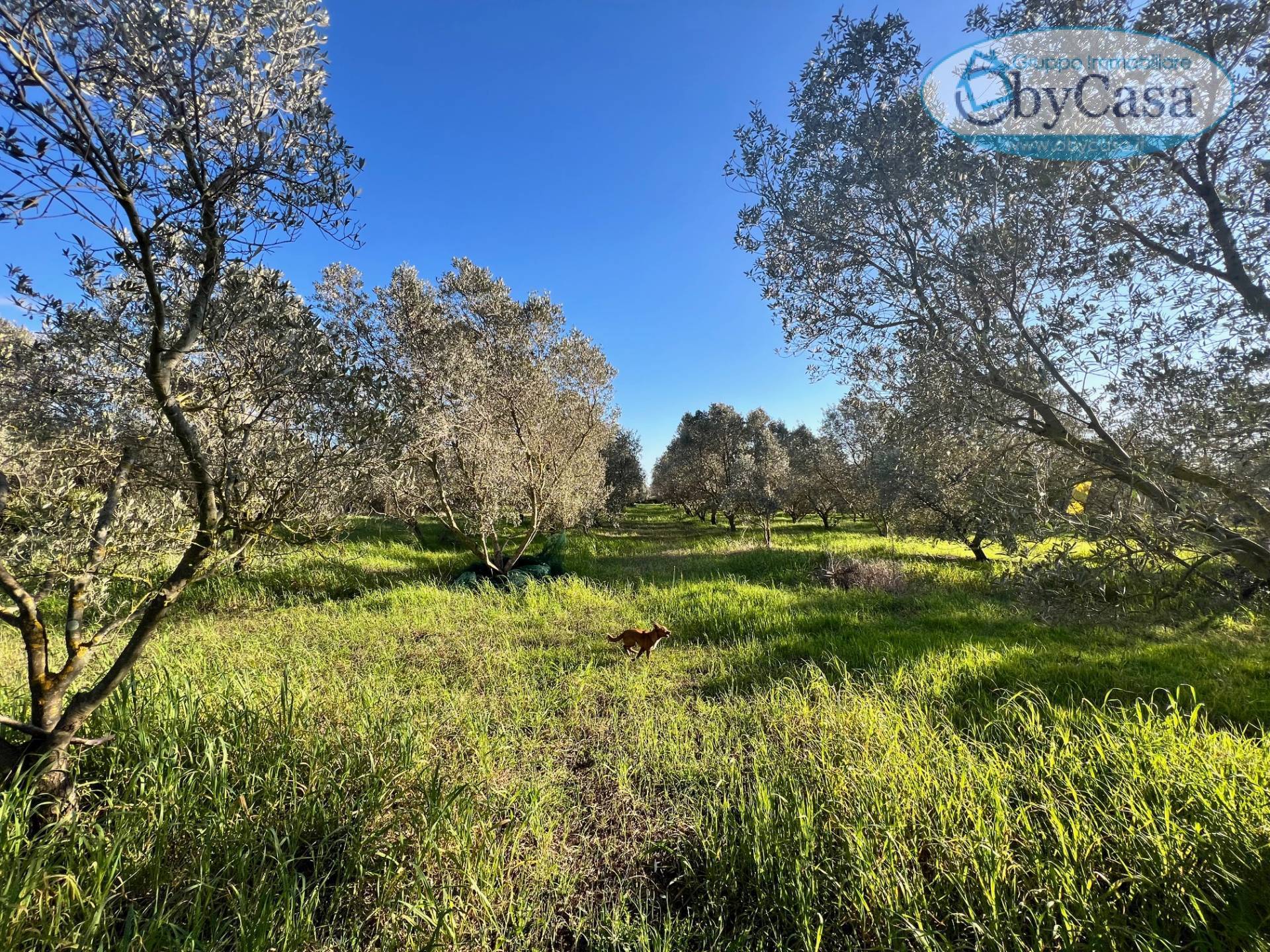 Terreno Agricolo in vendita a Ladispoli