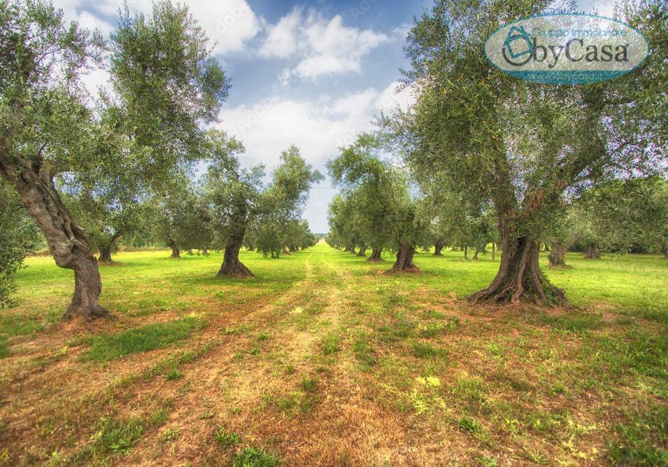 Terreno Agricolo in vendita a Ladispoli