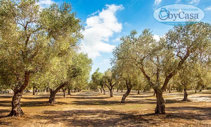 Terreno Agricolo in vendita a Ladispoli
