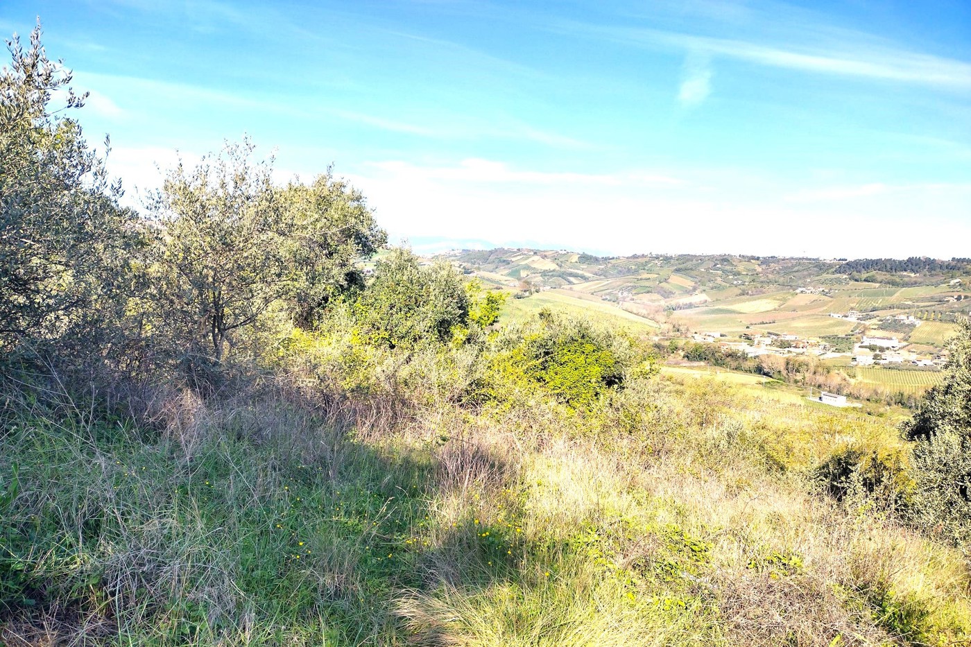 Terreno Agricolo in vendita a Miglianico
