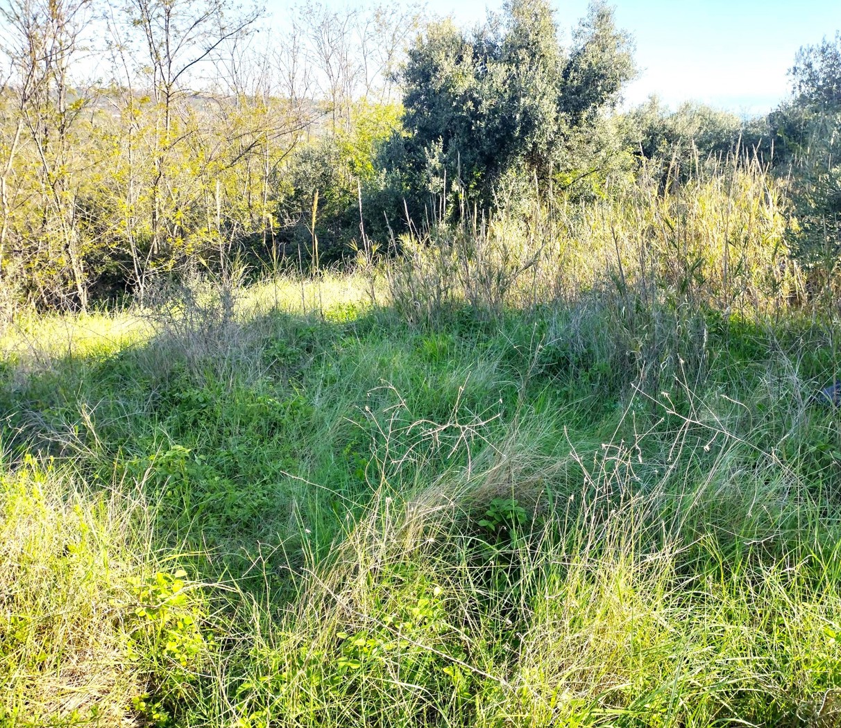 Terreno Agricolo in vendita a Miglianico