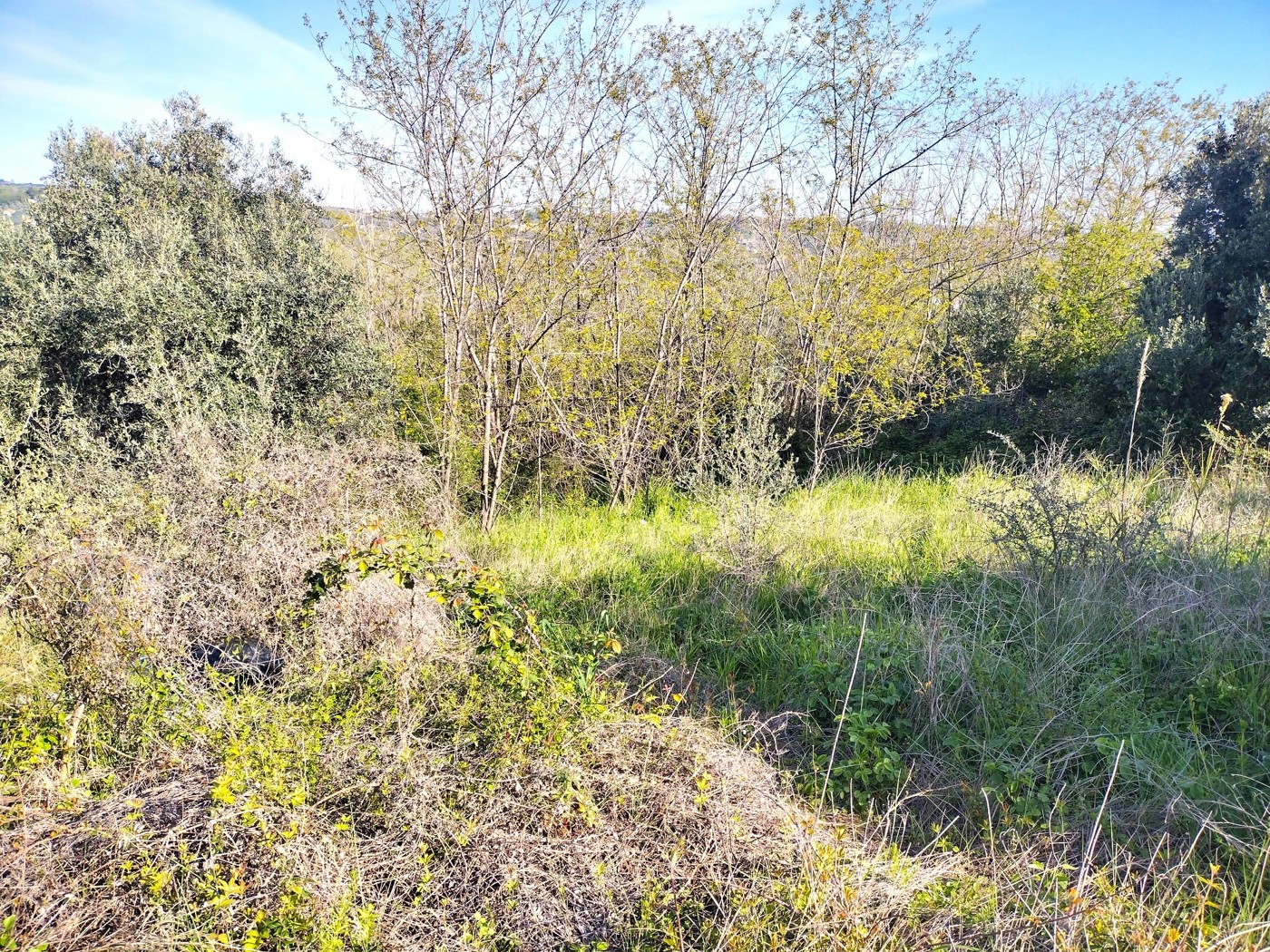 Terreno Agricolo in vendita a Miglianico