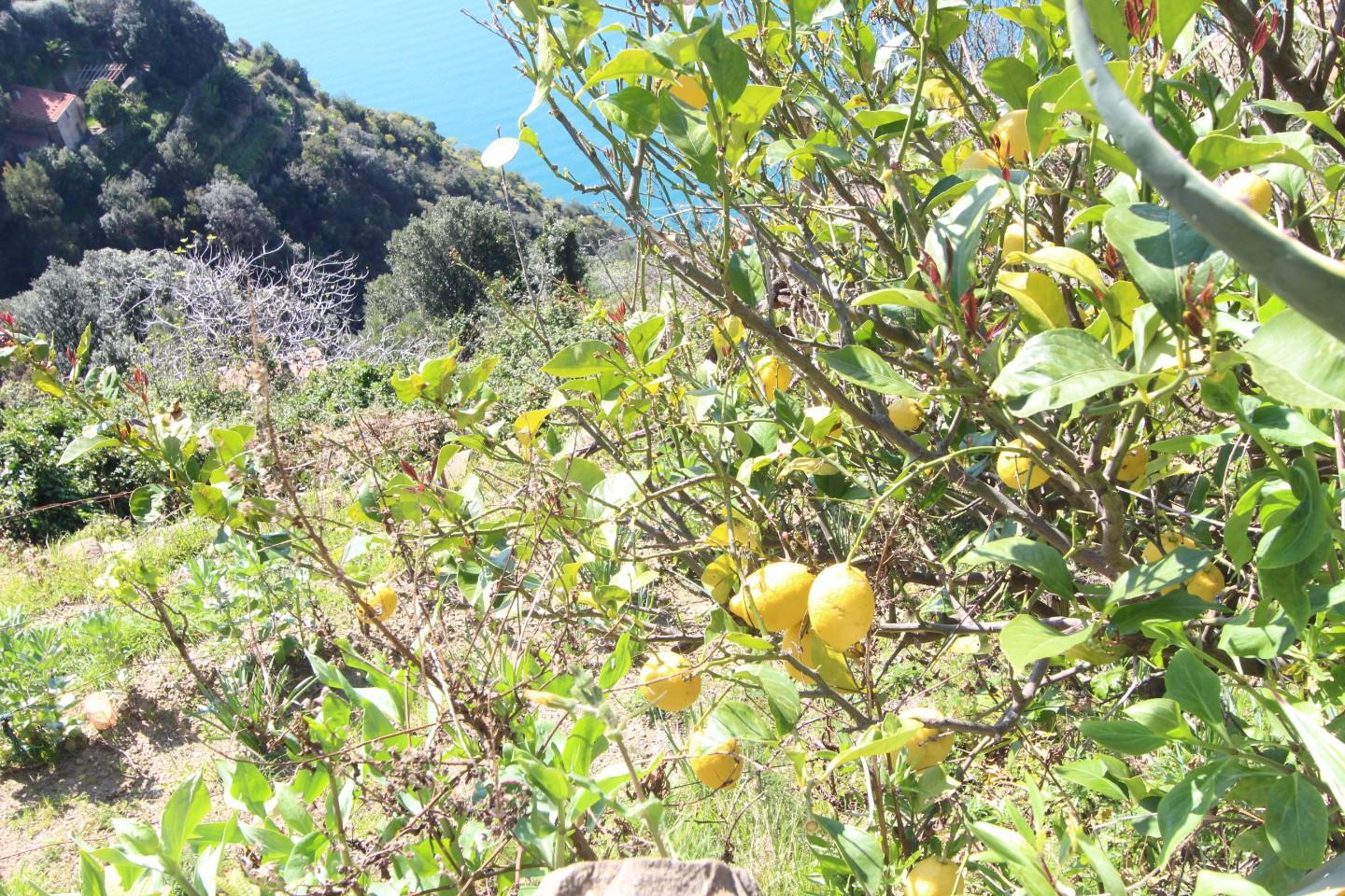Quadrilocale con giardino a La Spezia
