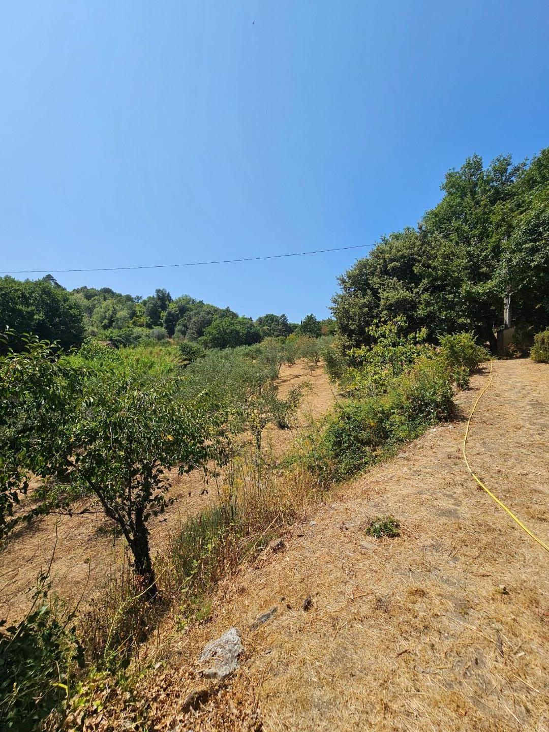 Rustico con giardino, Chianni rivalto