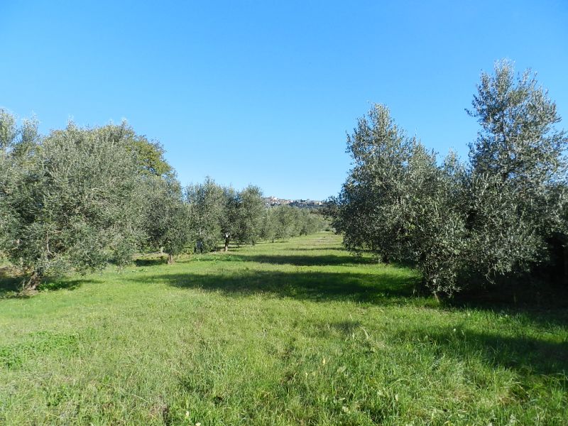 Villa con giardino a Rosignano Marittimo