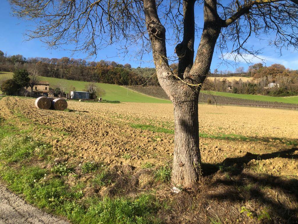 Villa singola in vendita a Ripatransone, Collinare