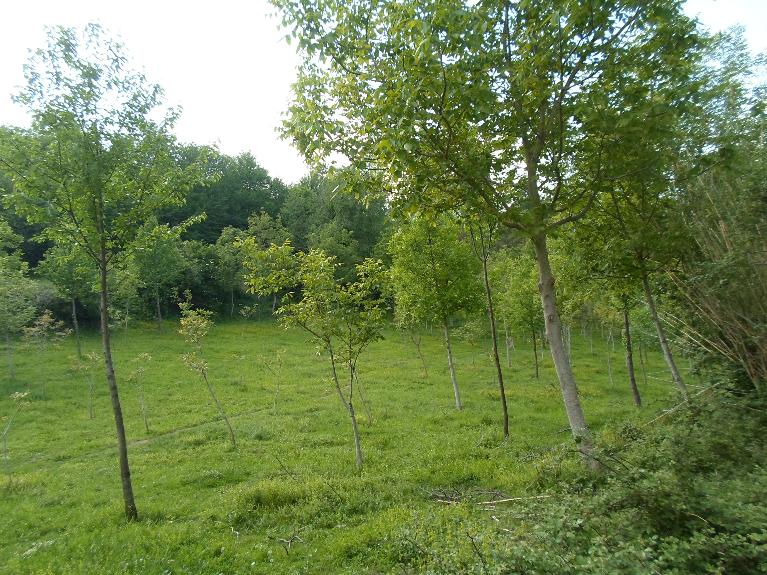 Casale Colonico Rustico in vendita a San Ginesio