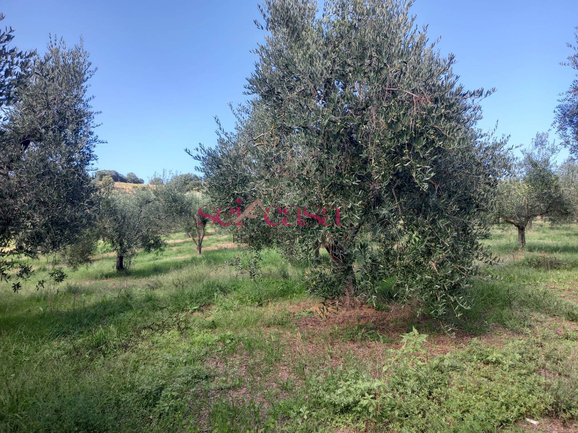 Villetta trifamiliare in vendita a Magliano in Toscana, Cupi
