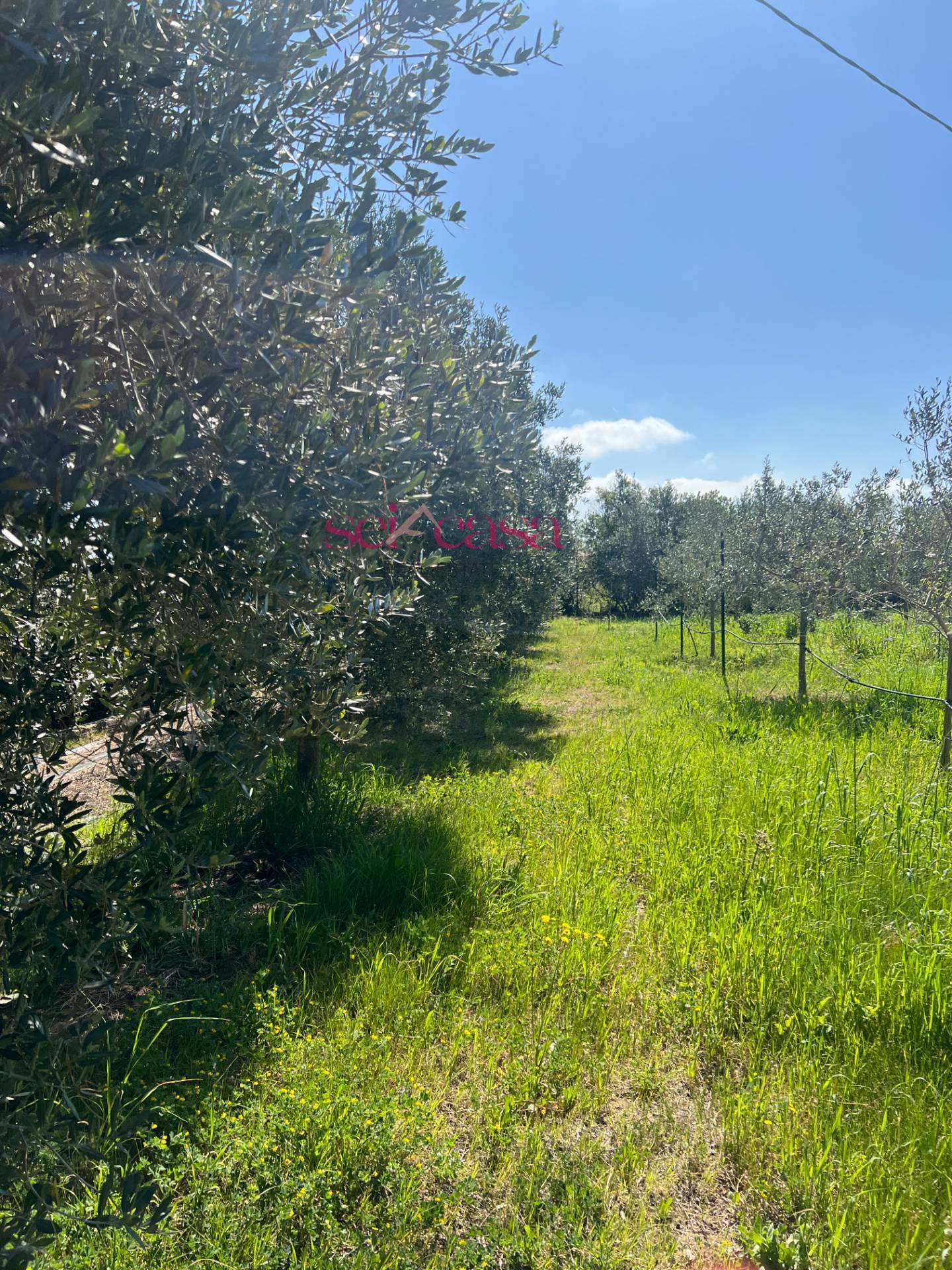 Terreno Agricolo in vendita a Grosseto, Marina di Grosseto