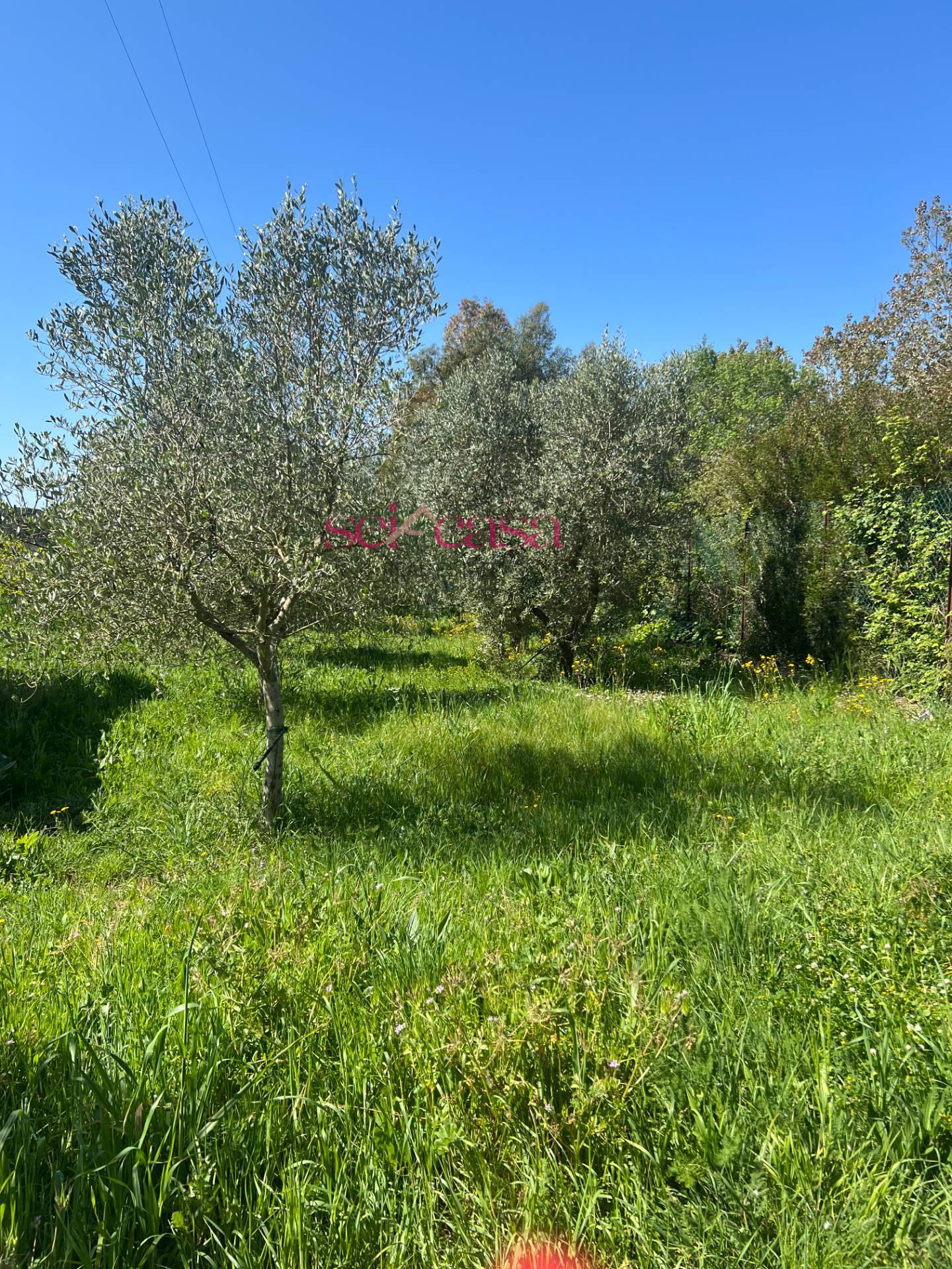 Terreno Agricolo in vendita a Grosseto, Marina di Grosseto