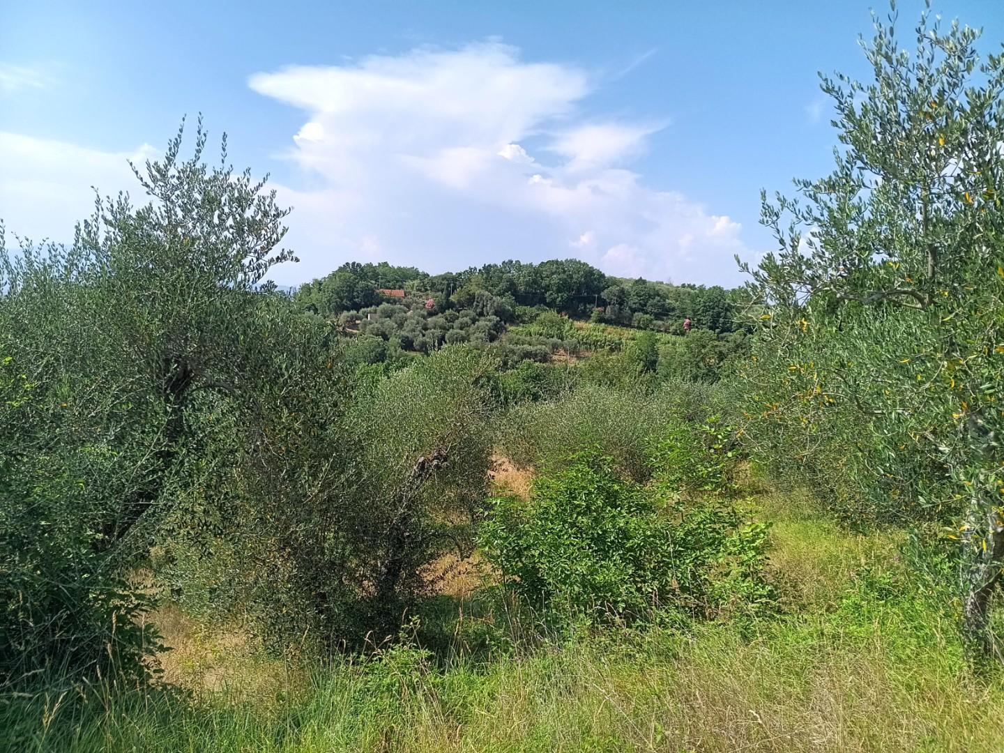 Terreno Agricolo in vendita, Pontedera treggiaia