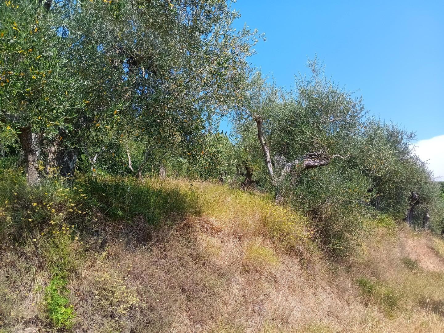 Terreno Agricolo in vendita, Pontedera treggiaia
