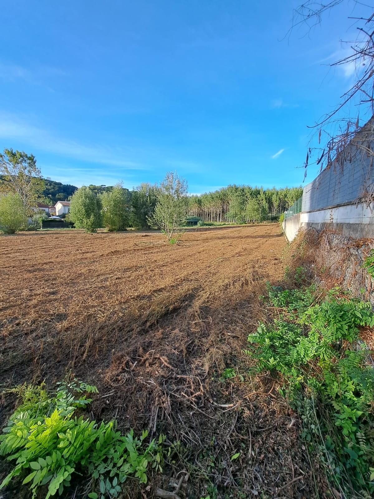 Terreno Agricolo in vendita, Palaia forcoli