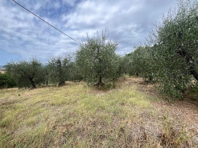 Casa indipendente con giardino a Terricciola
