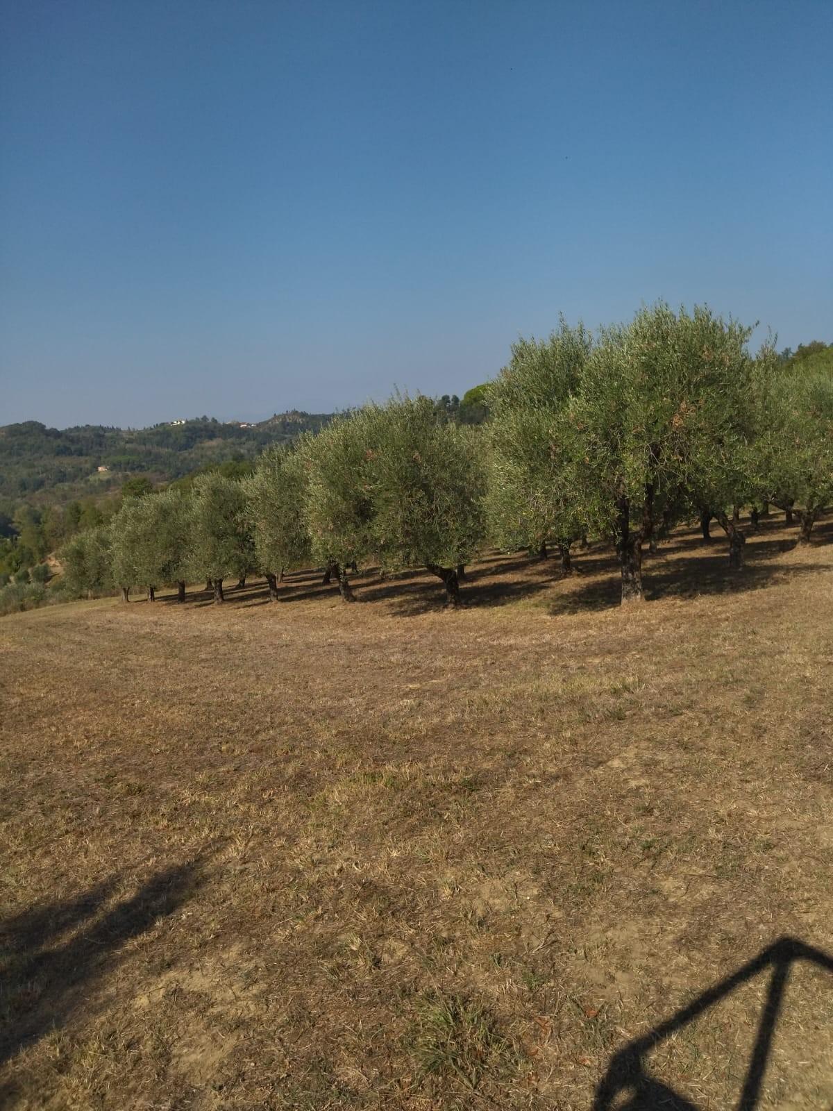 Terreno Agricolo in vendita a Palaia