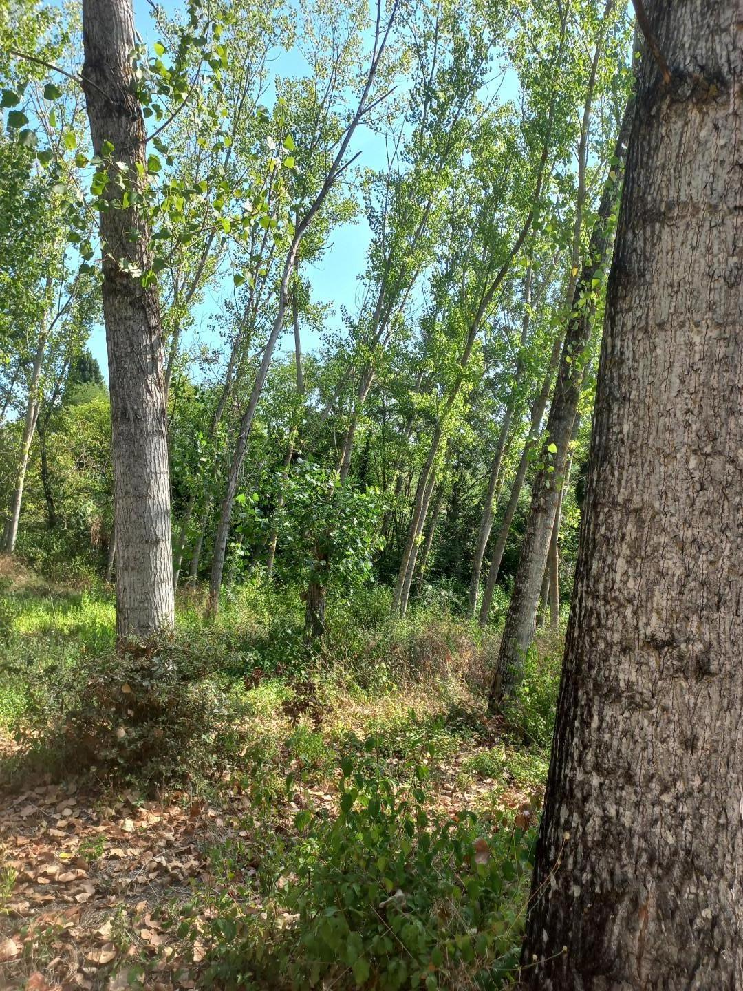 Terreno Agricolo in vendita a Peccioli