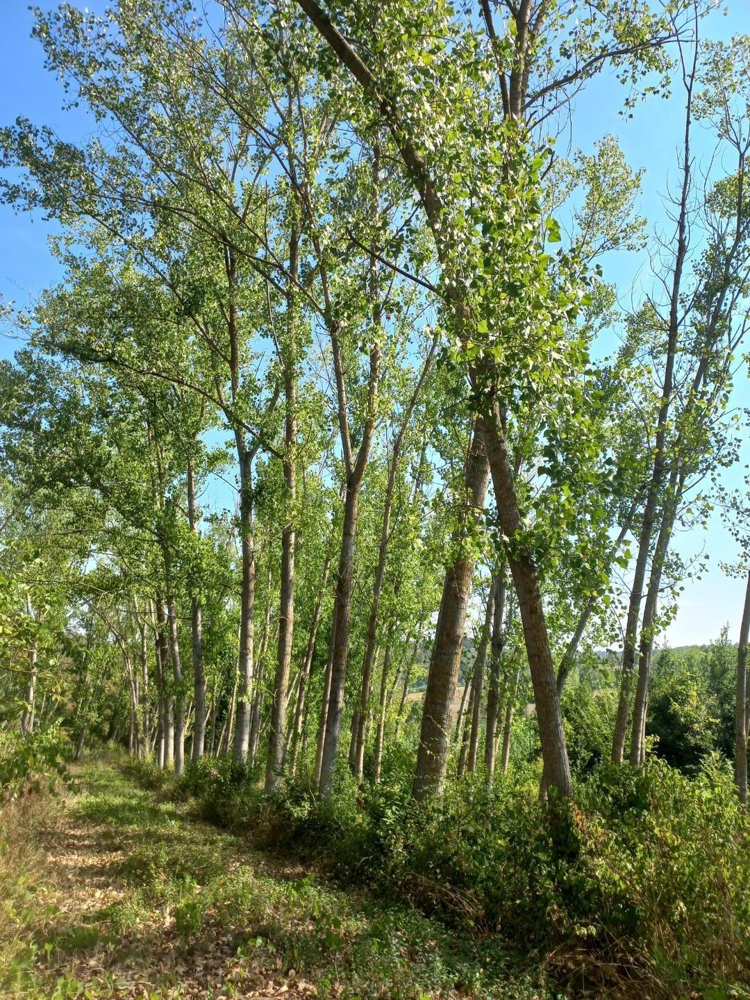Terreno Agricolo in vendita a Peccioli